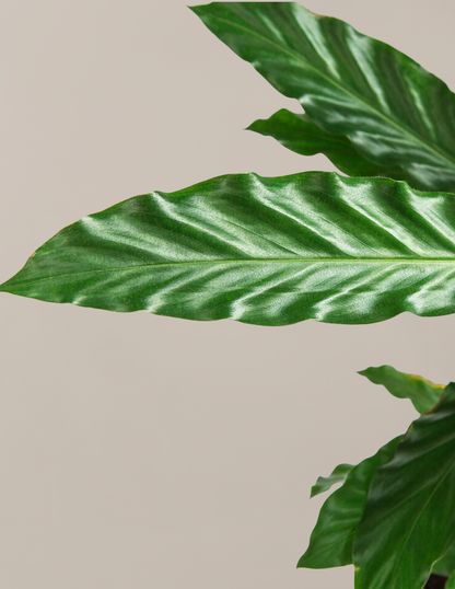 Calathea Wavestar