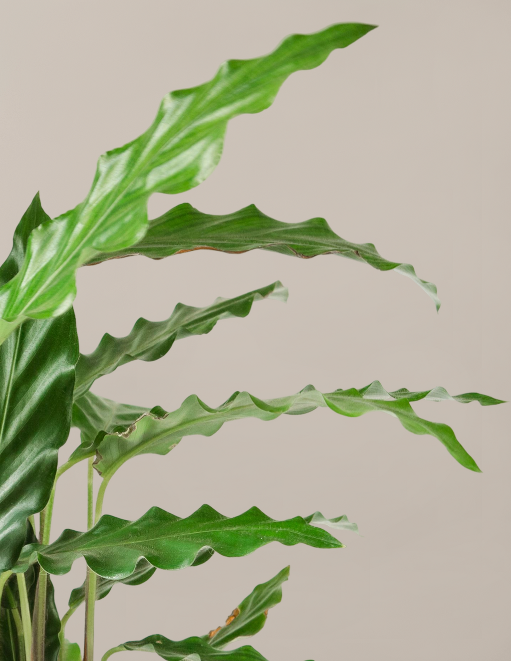Calathea Wavestar