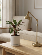 Calathea Wavestar