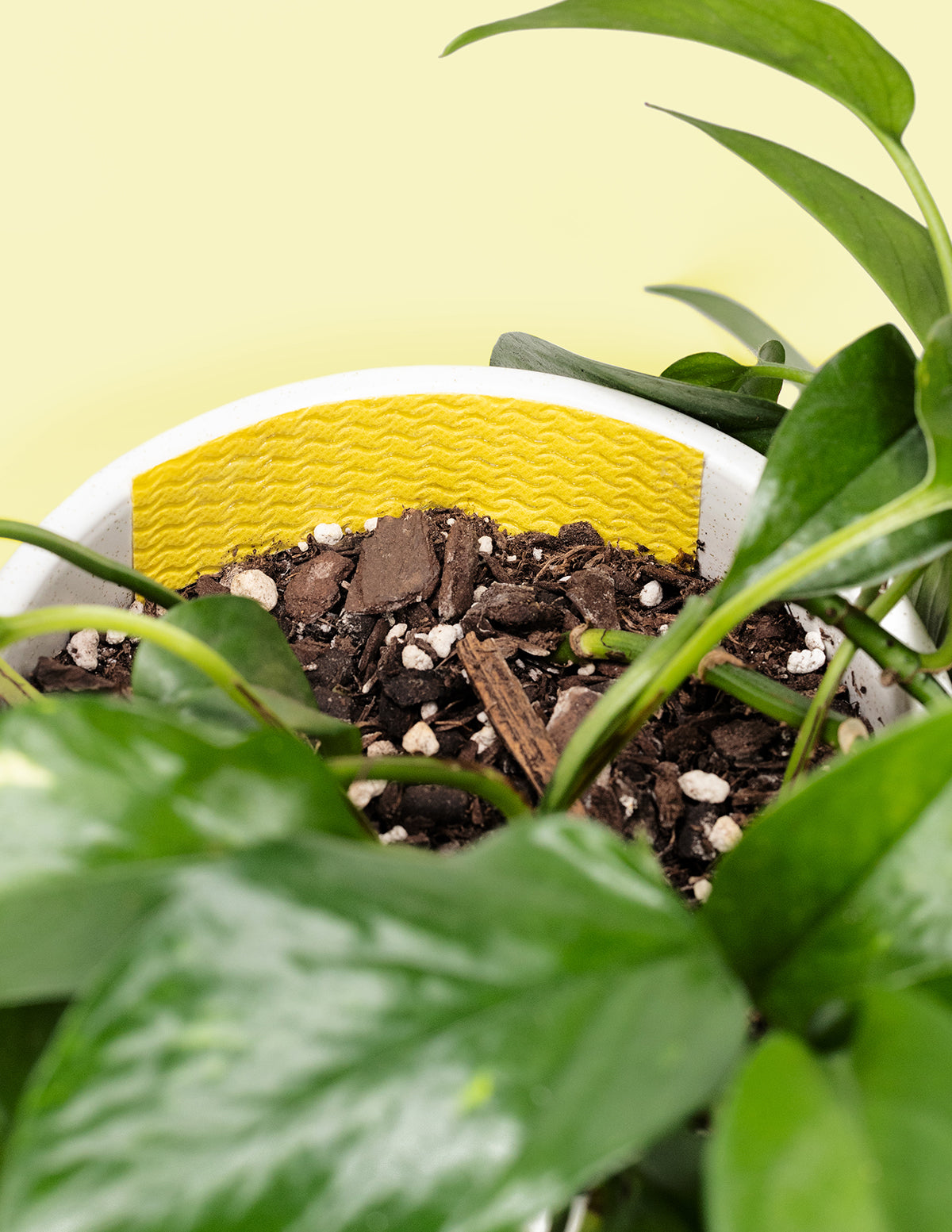pothos gnats Pest Traps