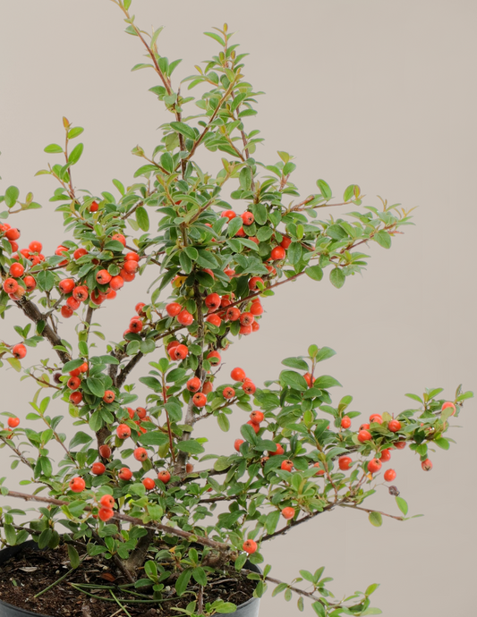 Coral Beauty Cotoneaster