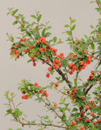 Coral Beauty Cotoneaster