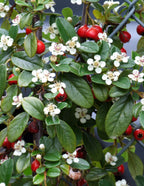 Coral Beauty Cotoneaster