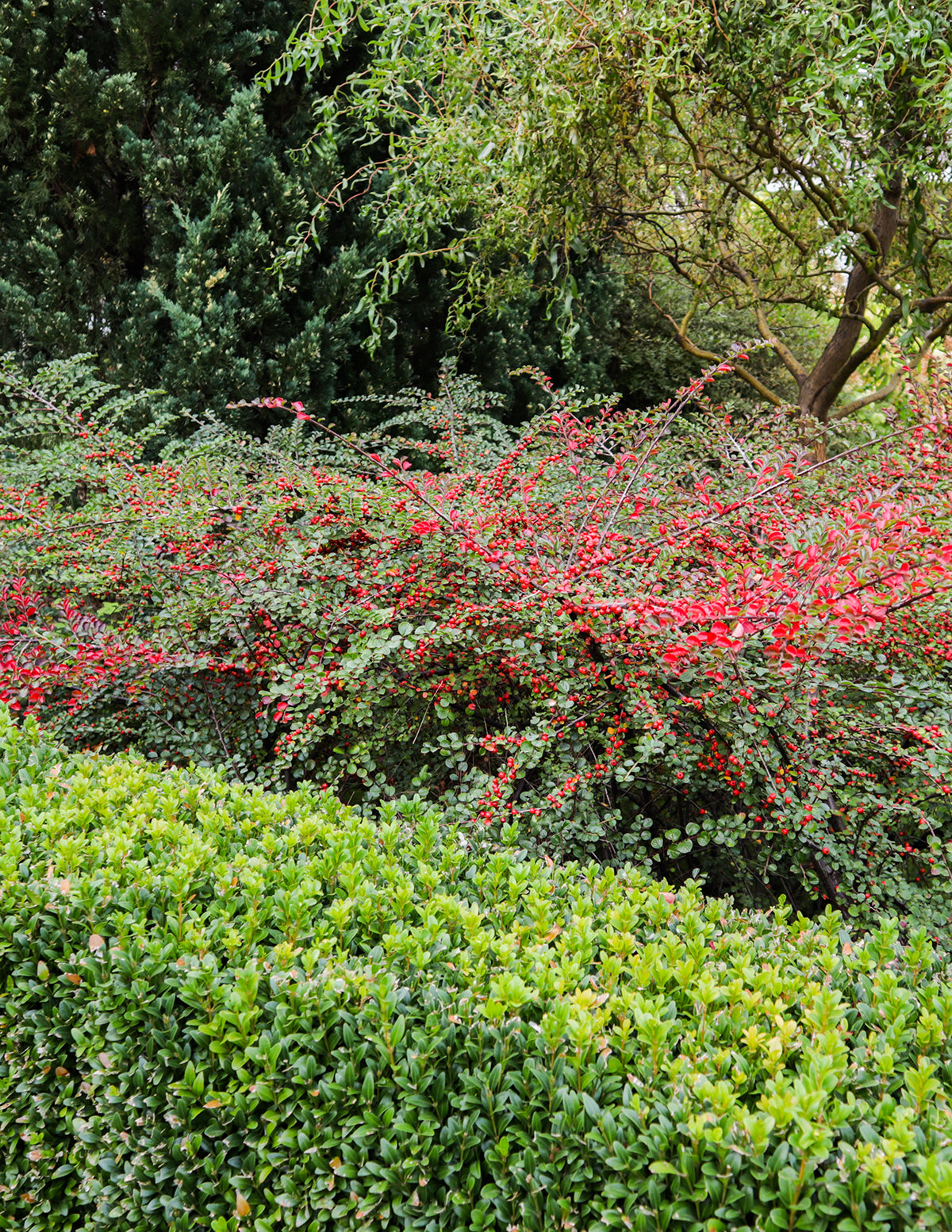 Coral Beauty Cotoneaster