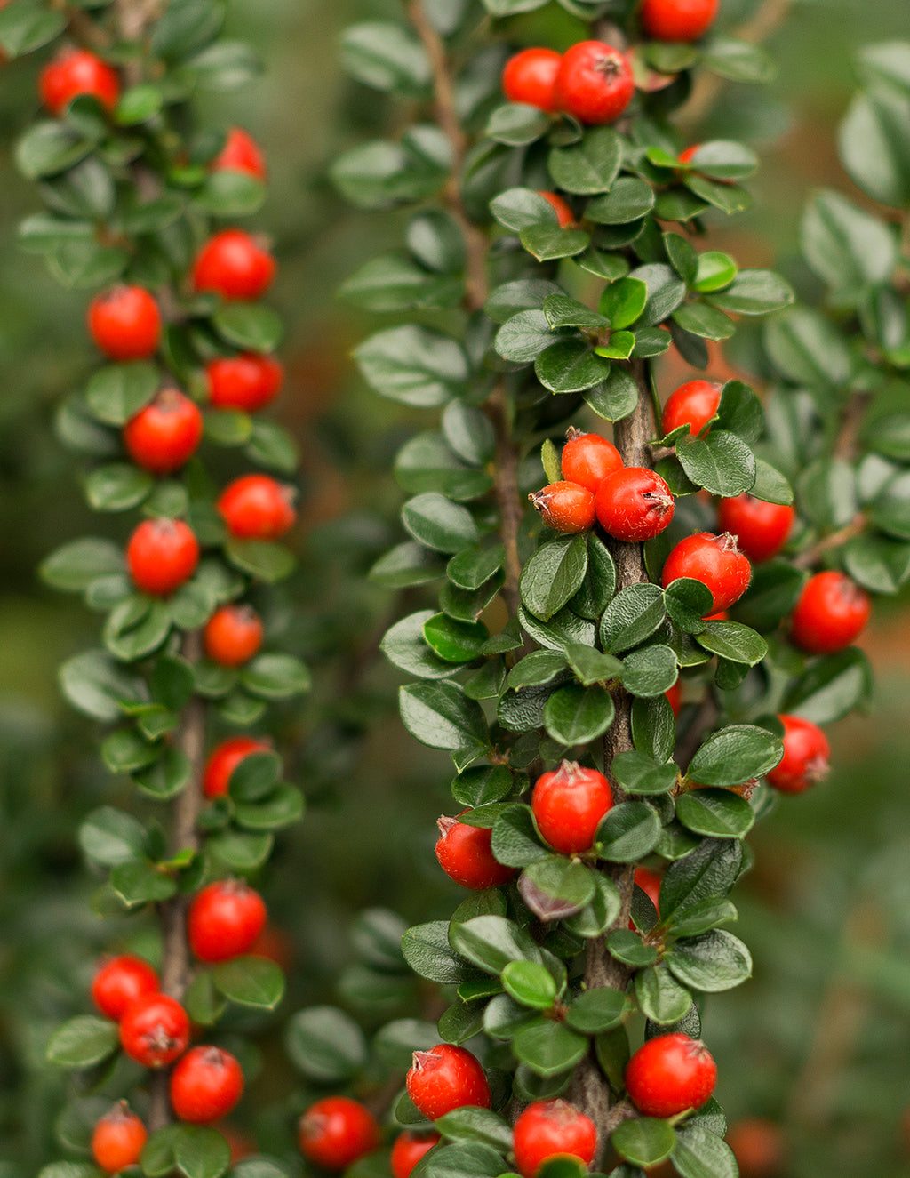 Coral Beauty Cotoneaster