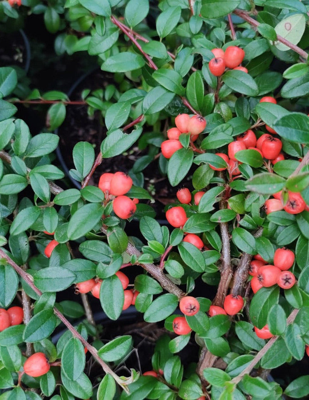 Coral Beauty Cotoneaster