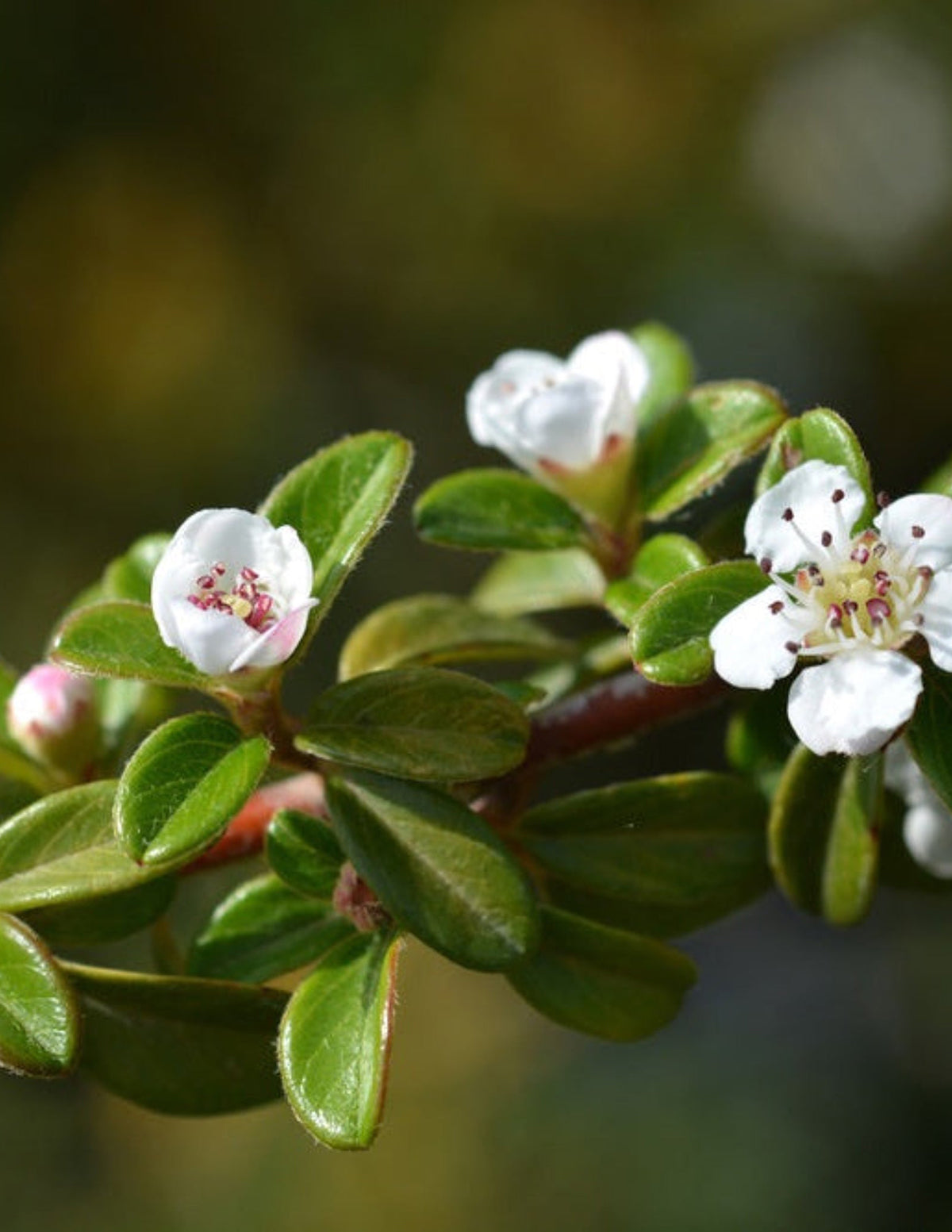 Coral Beauty Cotoneaster