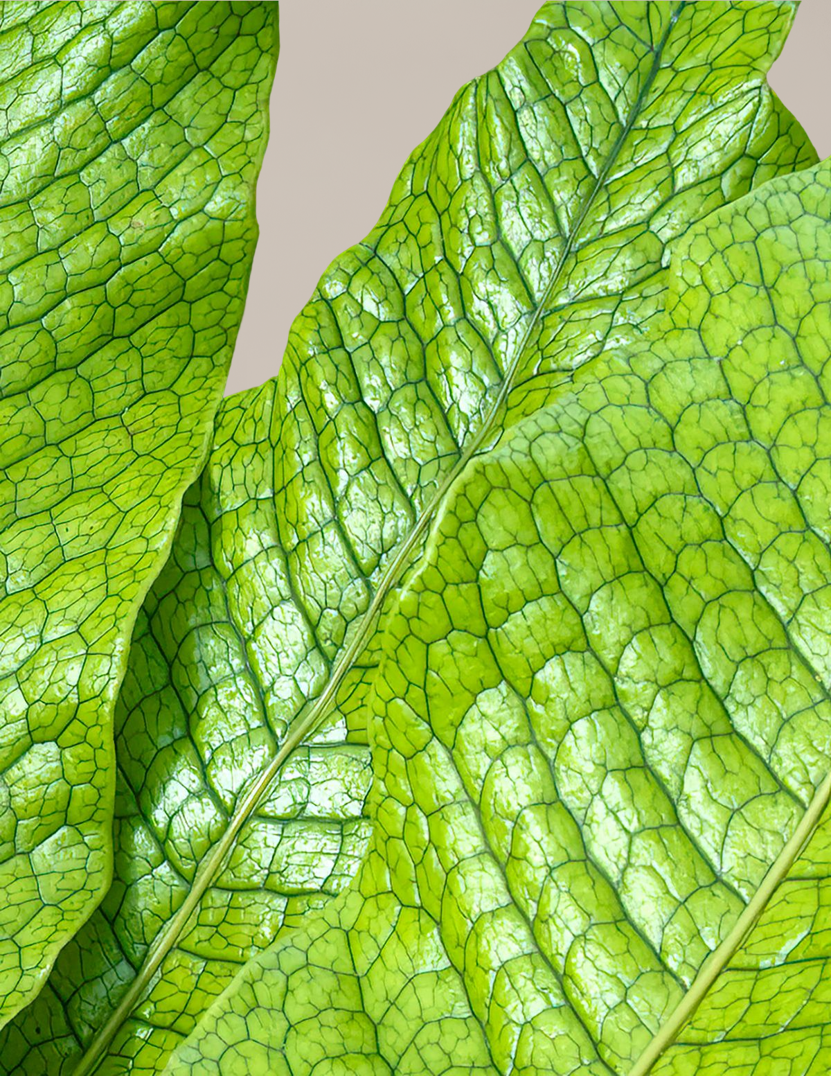 Crocodile Fern
