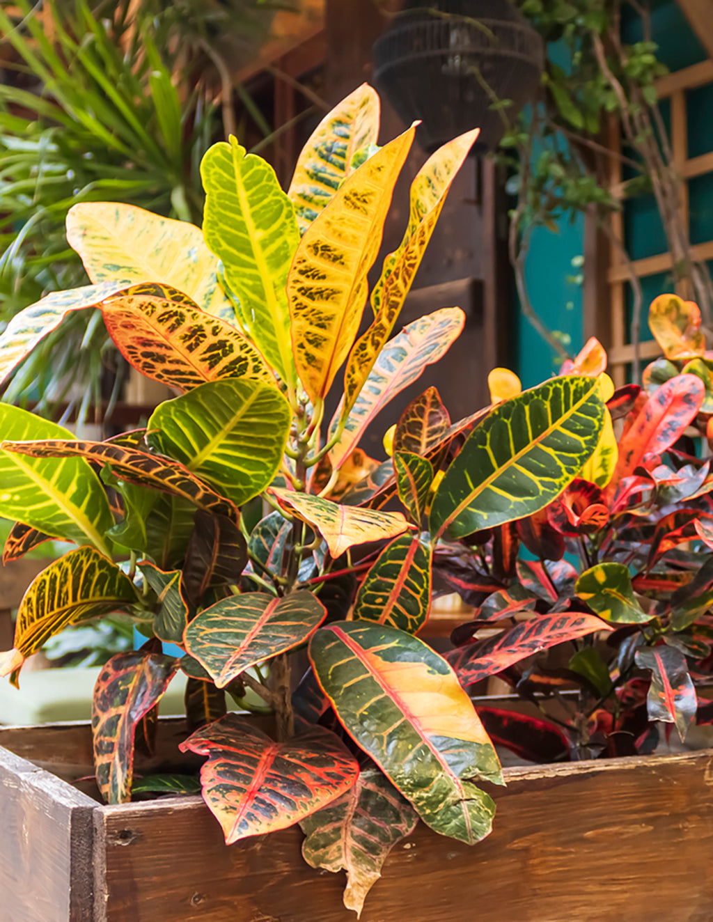Croton Petra