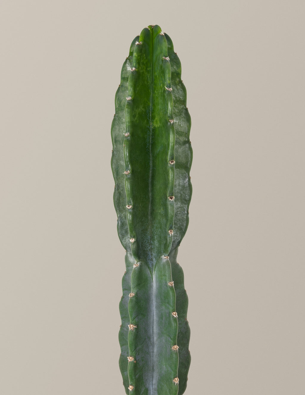 Cuddly Cactus