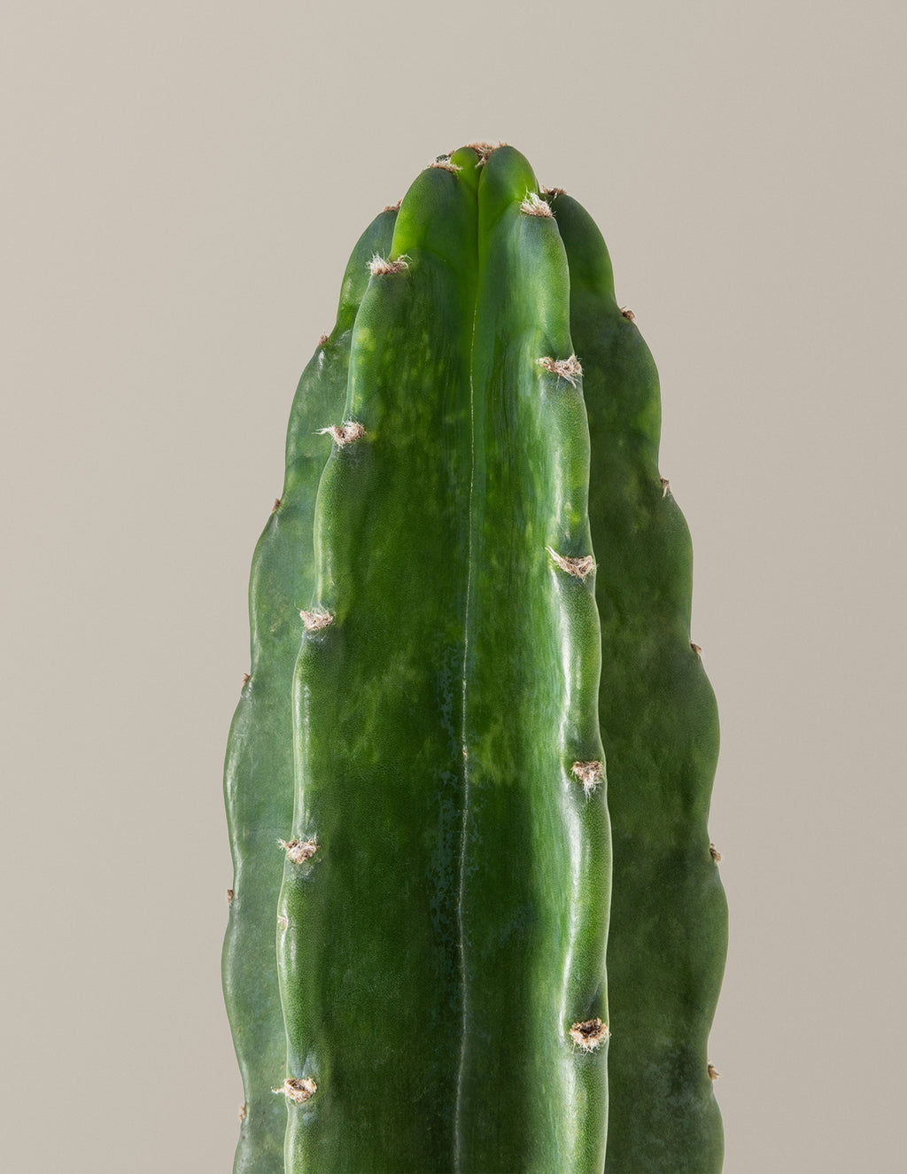 Cuddly Cactus
