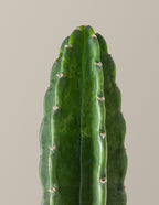 Cuddly Cactus