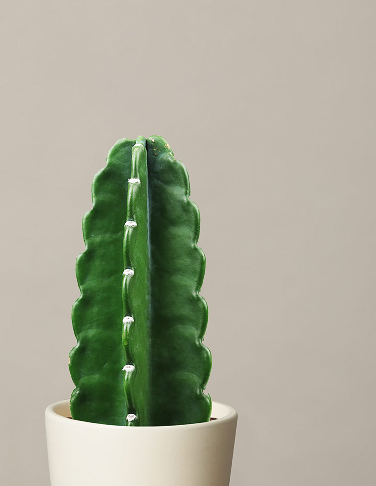 Cuddly Cactus (Cereus Cactus) | Houseplants Safe for Pets Delivery