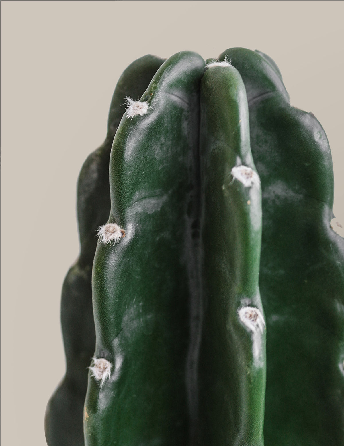 Cuddly Cactus