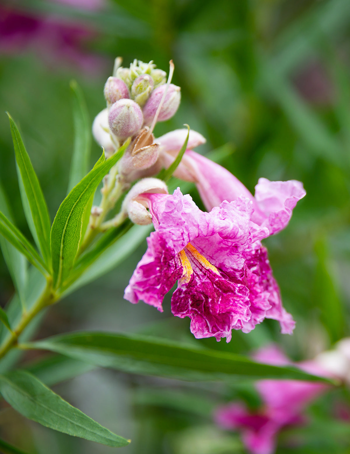 Bubba Jones Desert Willow Tree