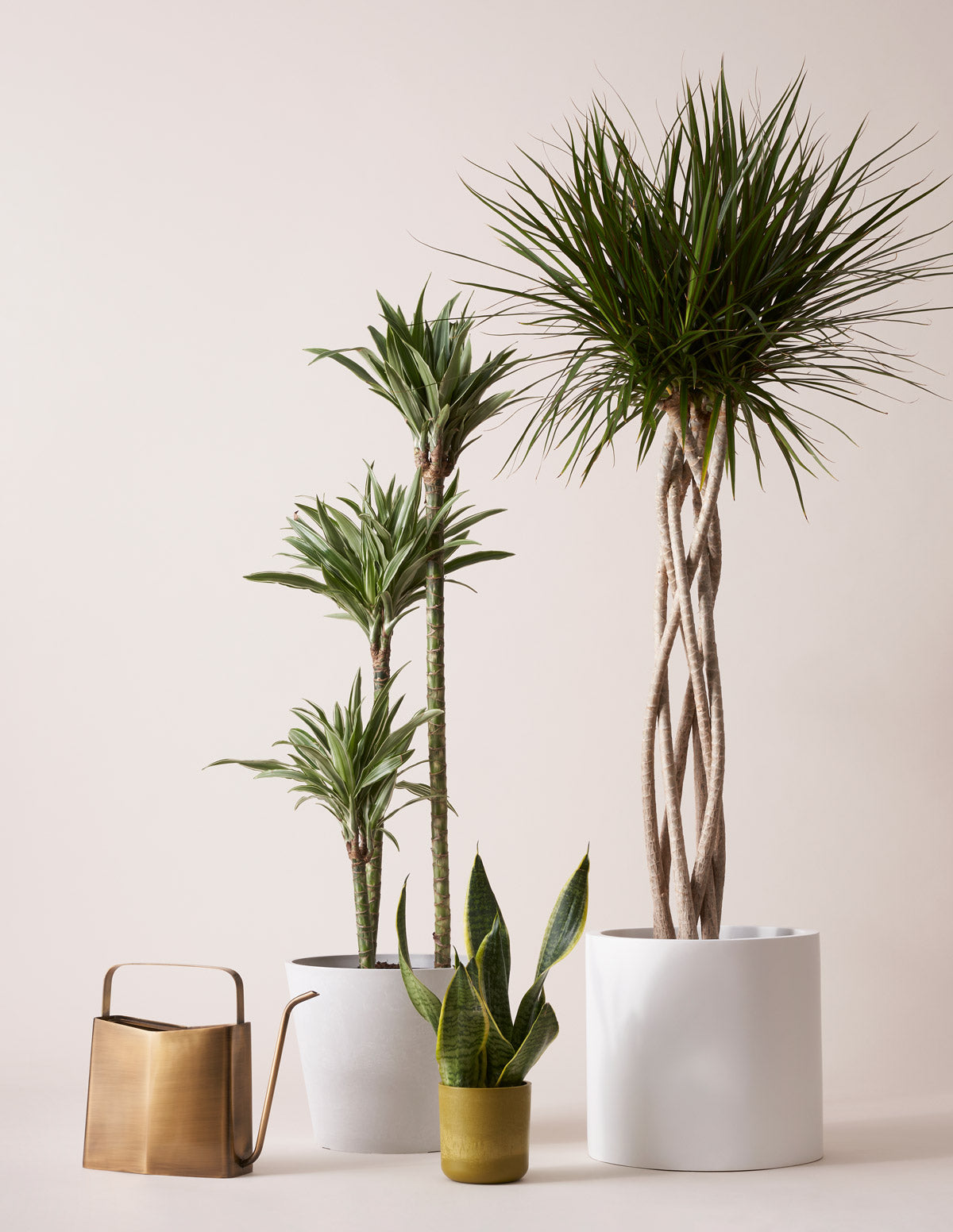 Dracaena Warneckii (corn plant) | Large Houseplants for Delivery