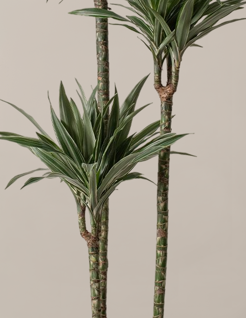 Large Dracaena Warneckii