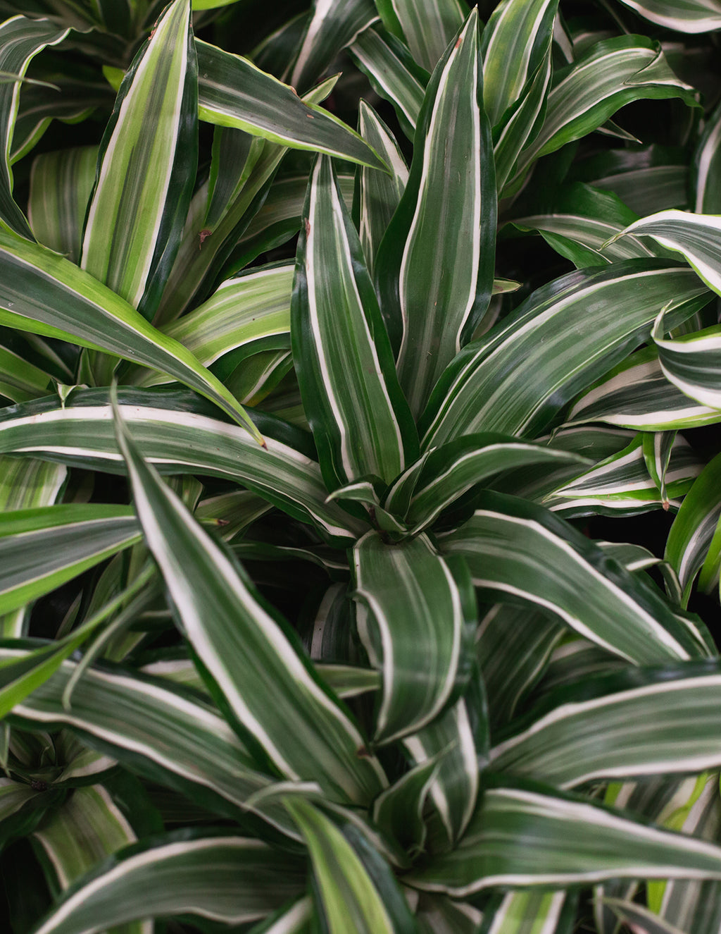Large Dracaena Warneckii