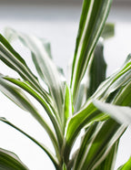 Large Dracaena Warneckii