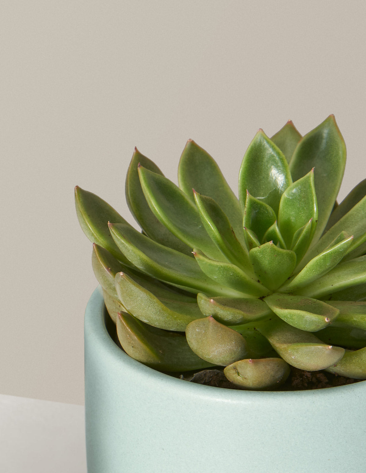 small potted succulent plants Succulent Squad Party Pack Houseplant - 12-Pack Grow Pot