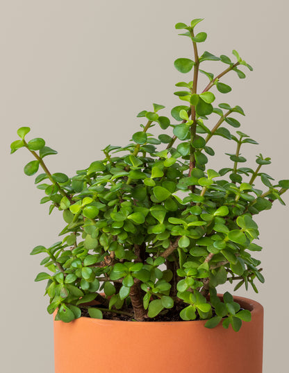 Elephant Bush Prosperity Plant
