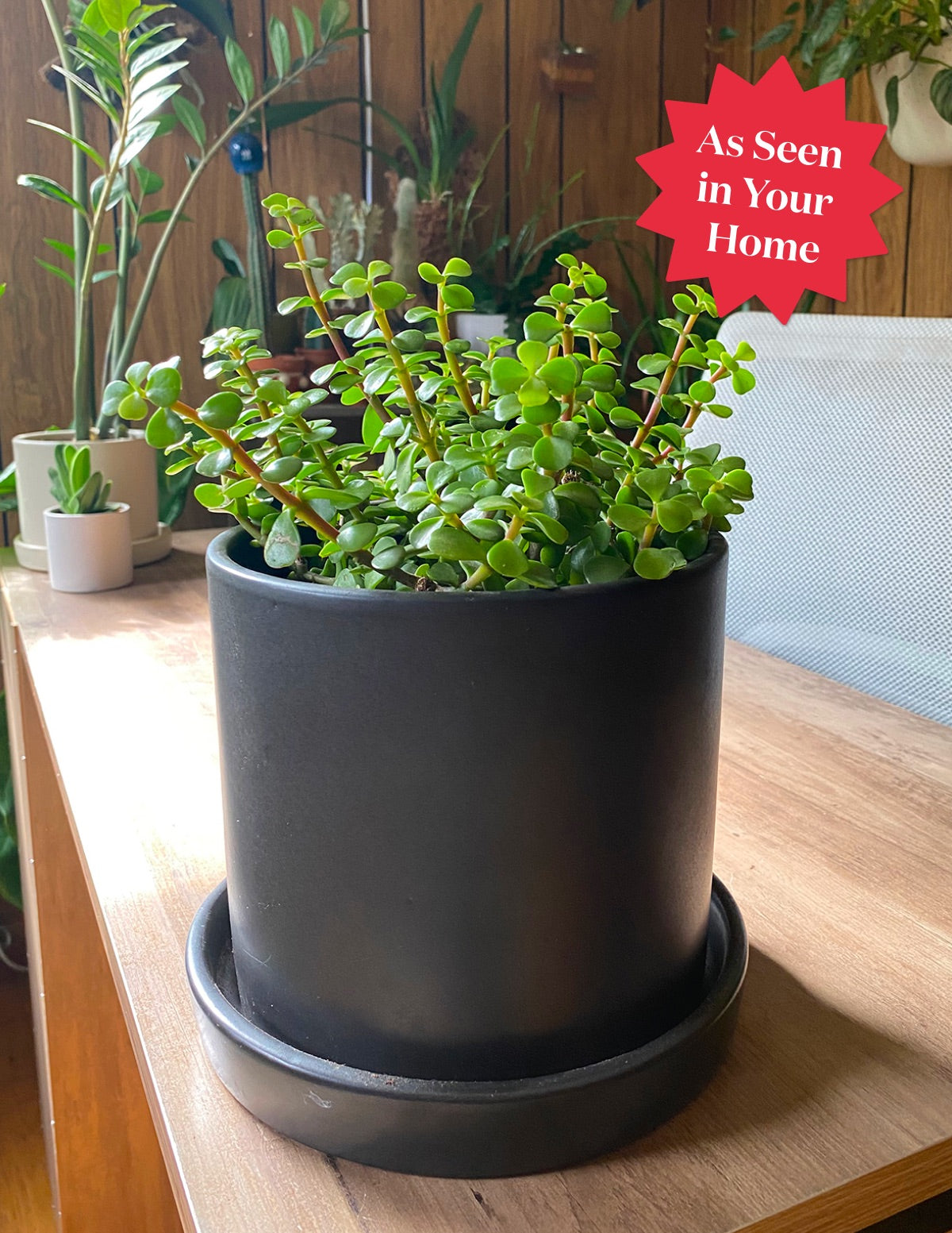 Elephant Bush Prosperity Plant