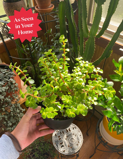 Elephant Bush Prosperity Plant