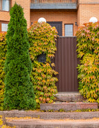 Emerald Green Arborvitae