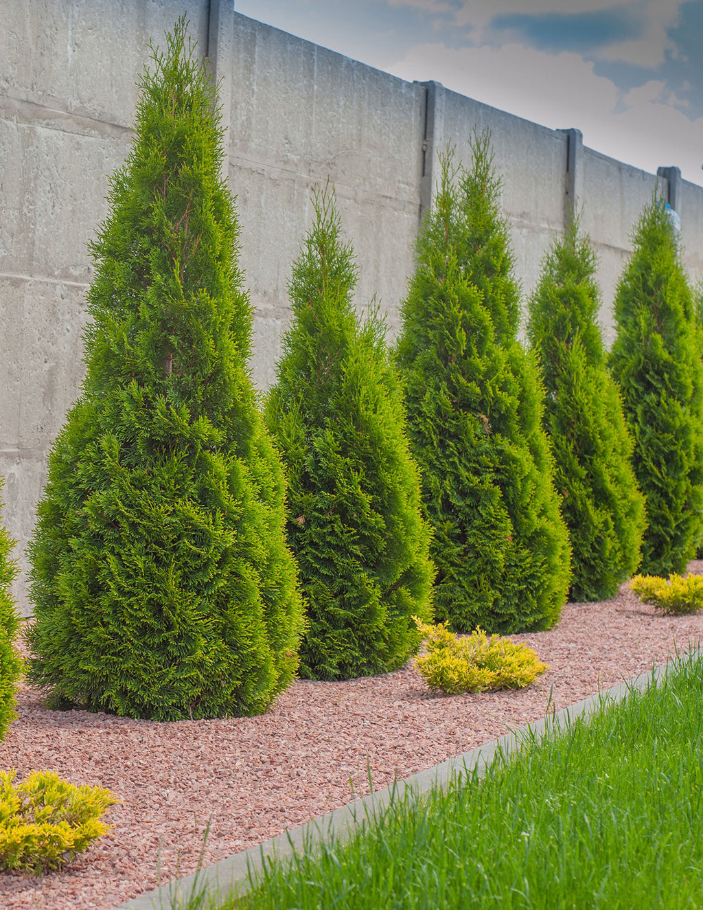 Emerald Green Arborvitae