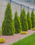 Emerald Green Arborvitae