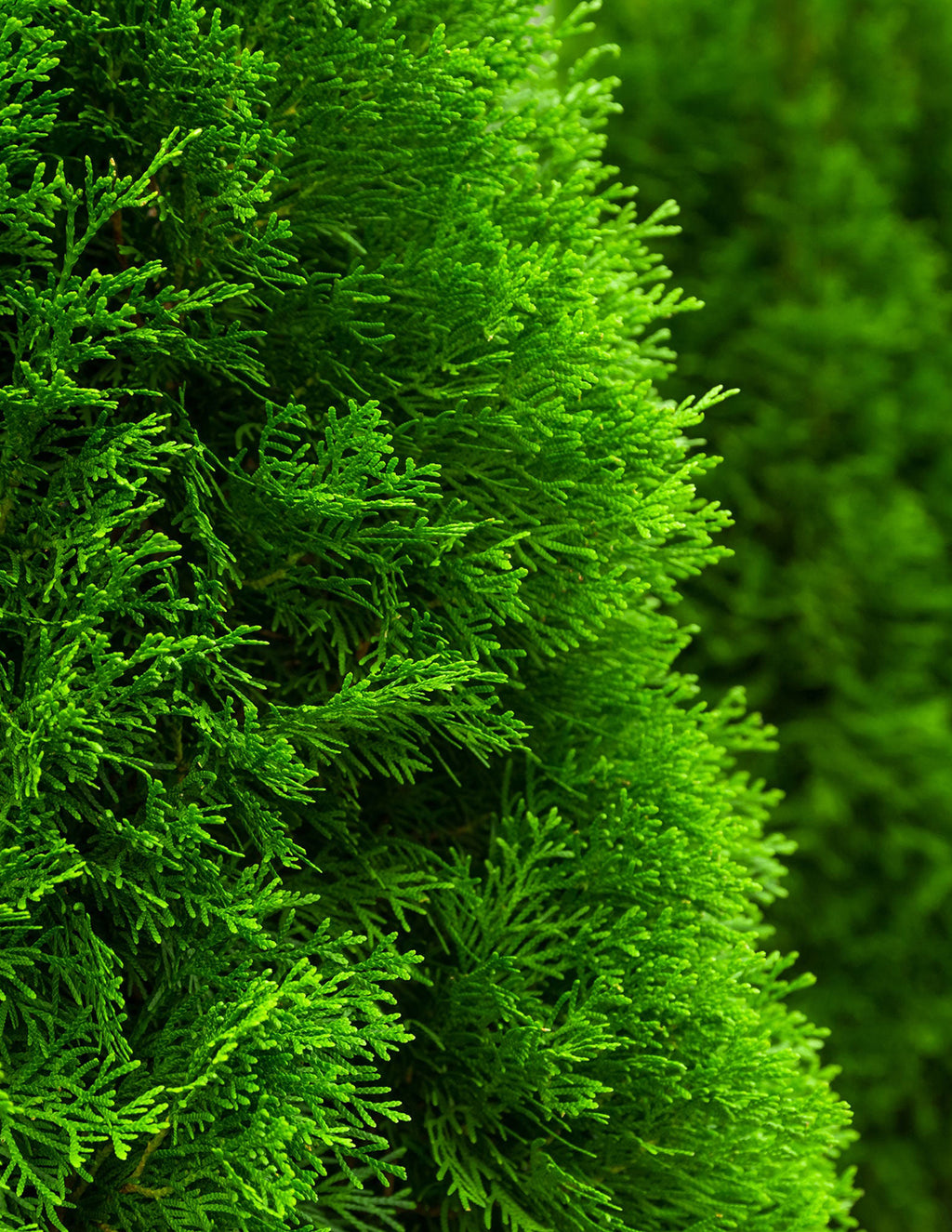 Emerald Green Arborvitae