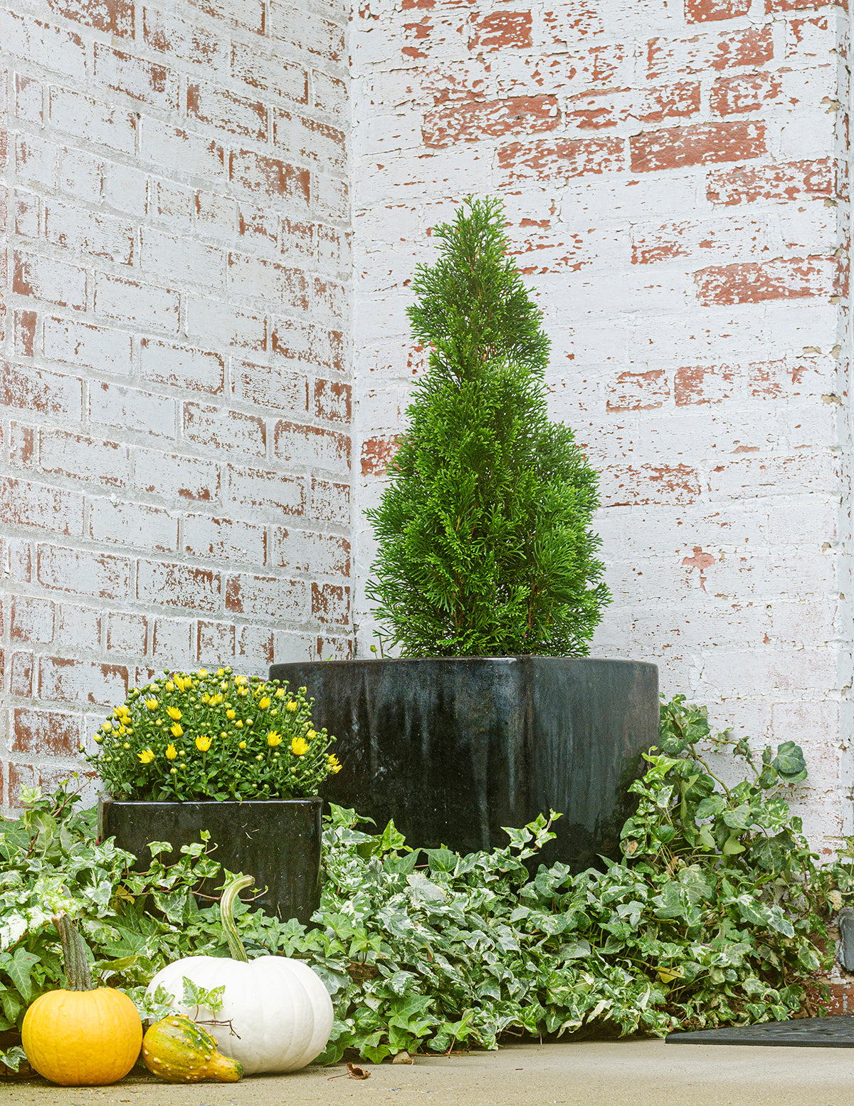 Emerald Green Arborvitae