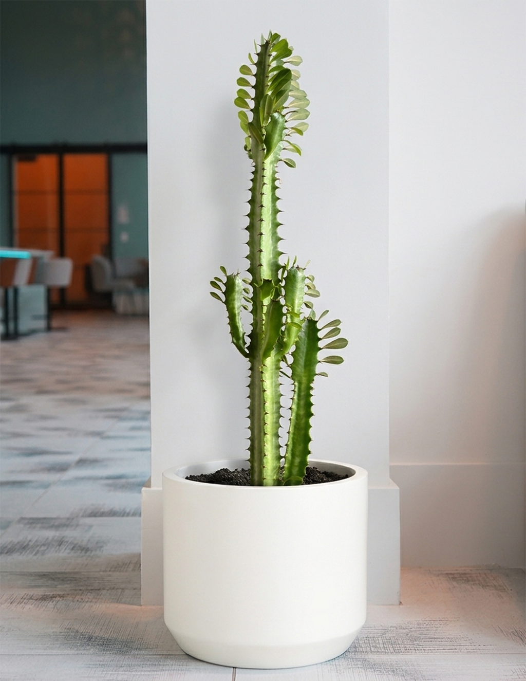 Euphorbia Mint Cream