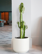 Euphorbia Mint Cream
