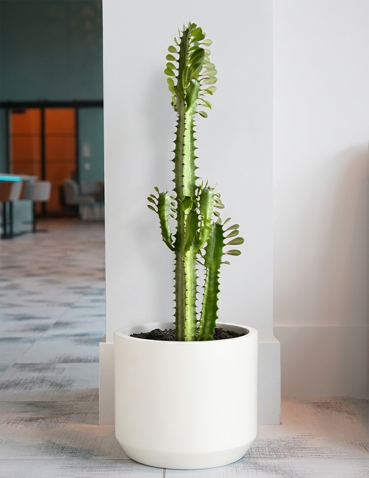 Euphorbia Mint Cream