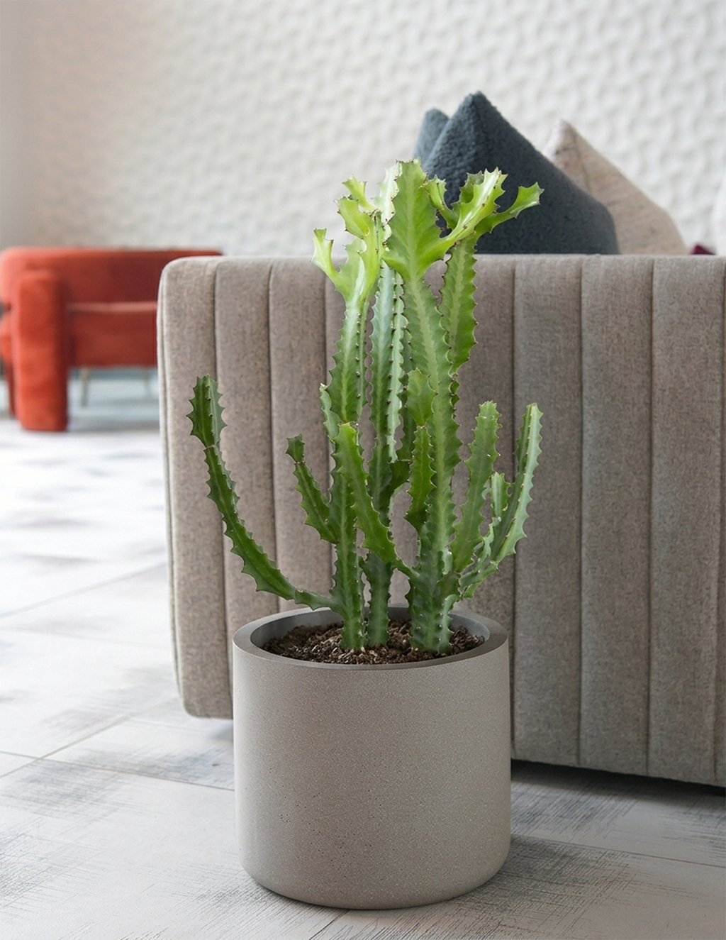 Euphorbia Mint Cream