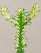 Euphorbia Mint Cream