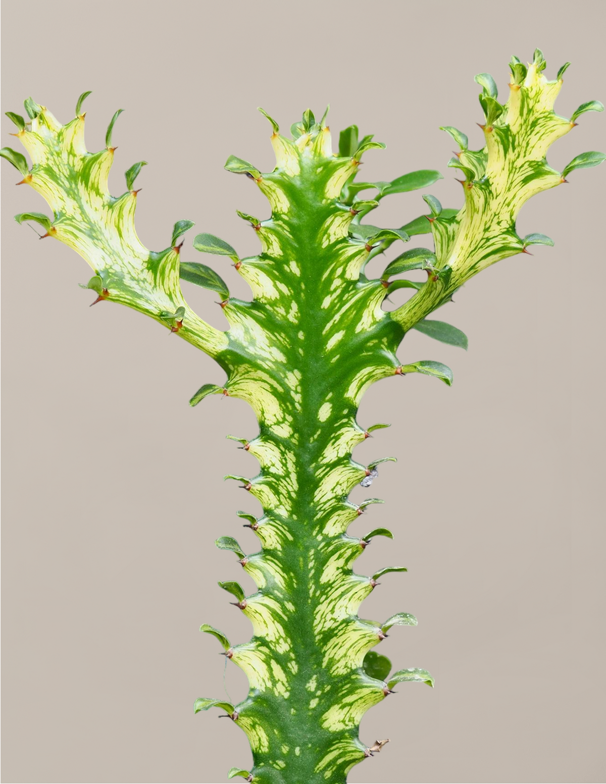 Euphorbia Mint Cream