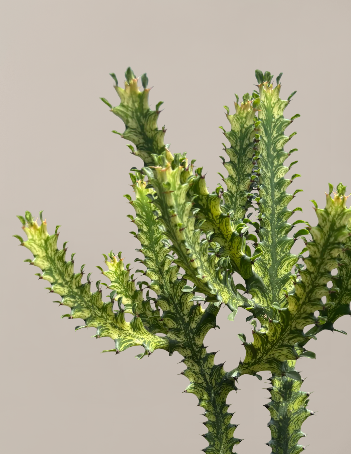 Euphorbia Mint Cream