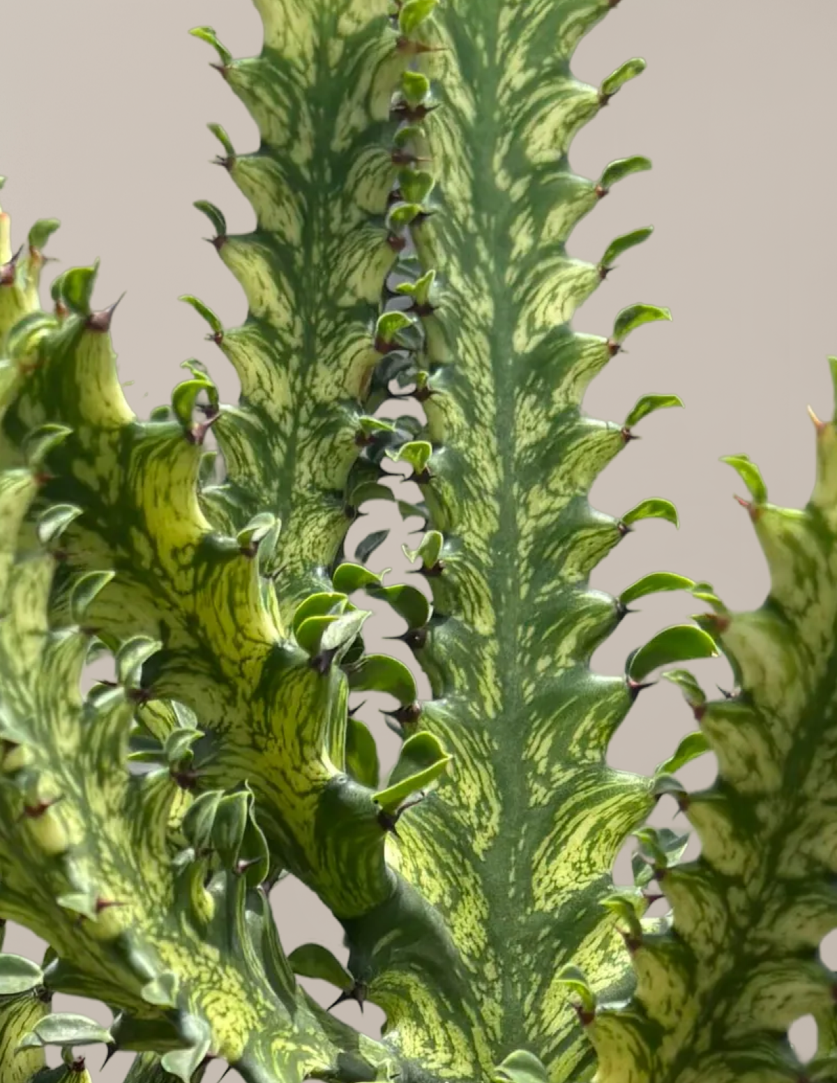 Euphorbia Mint Cream