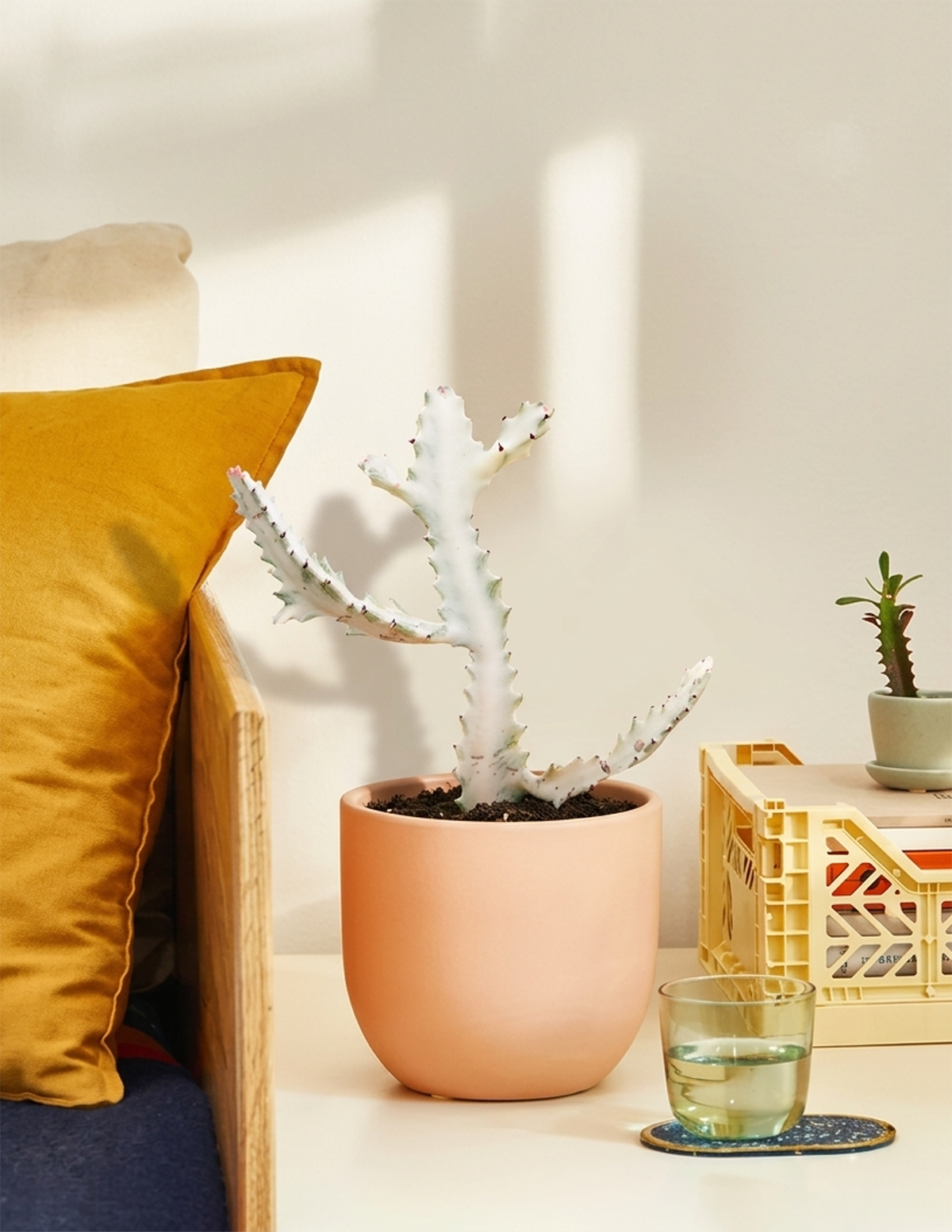 Euphorbia White Ghost