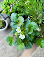 Everbearing Strawberry