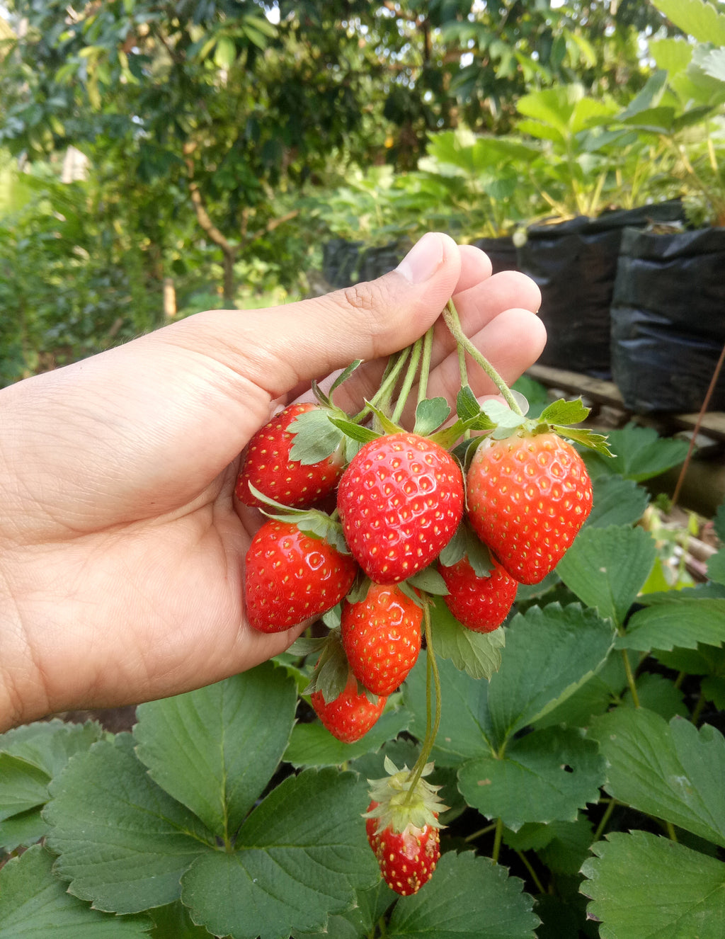 Everbearing Strawberry
