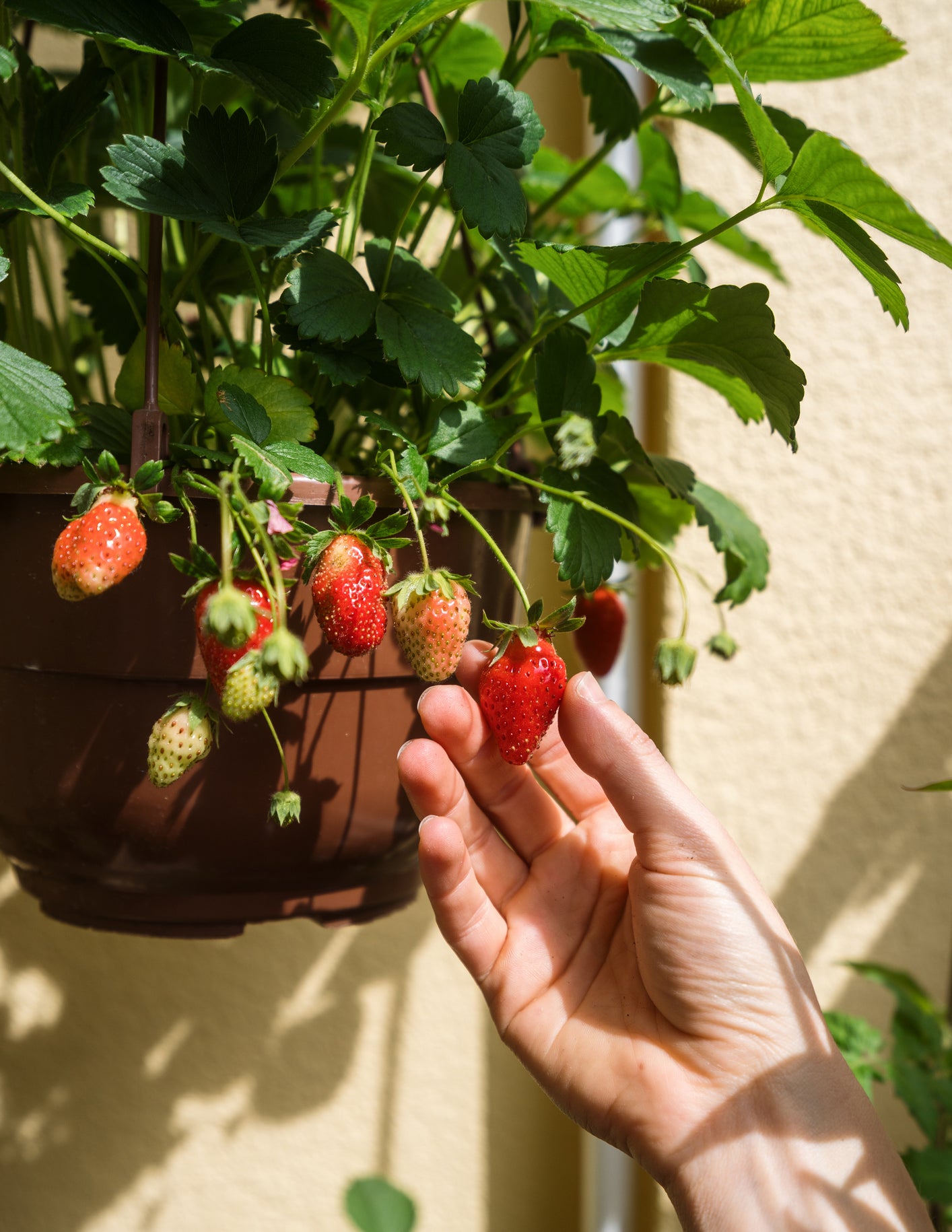 The Sill Everbearing Strawberry - Thumbnail 2
