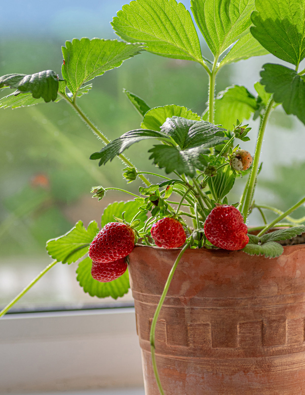 Everbearing Strawberry