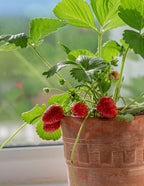 Everbearing Strawberry