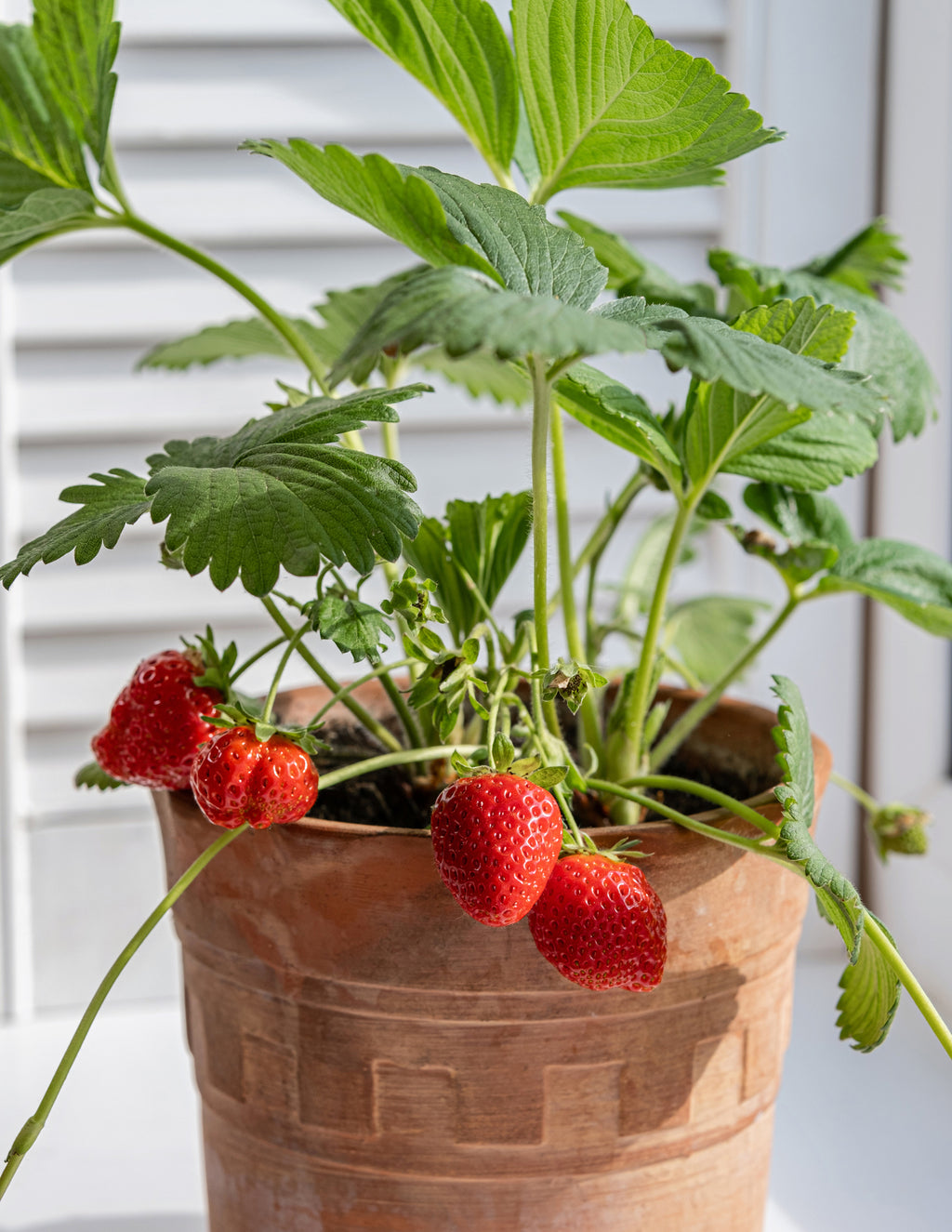 Everbearing Strawberry