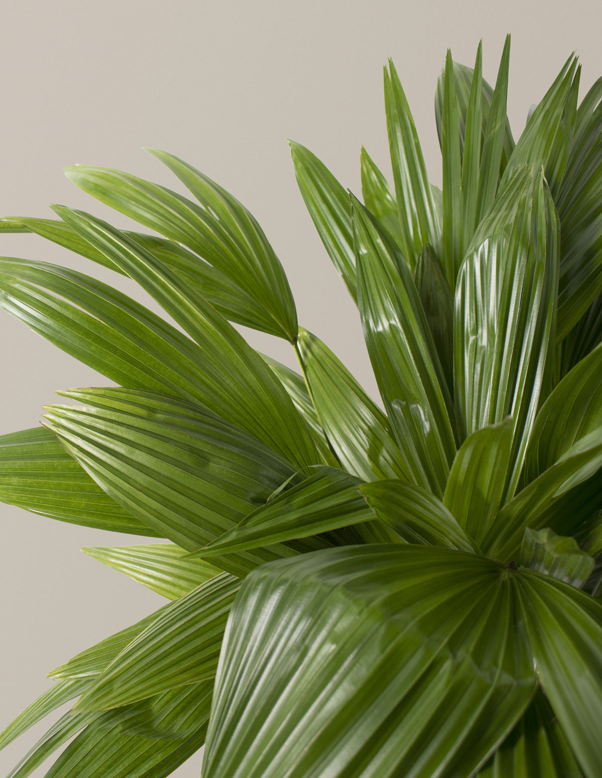 fan palm plant Fan Palm Houseplant - Large (3'-4' tall) Almond Planter