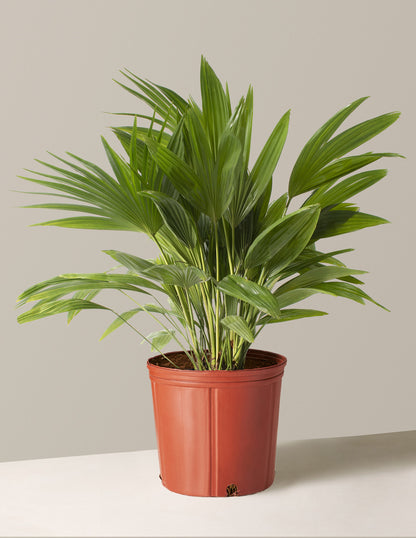 Fan Palm