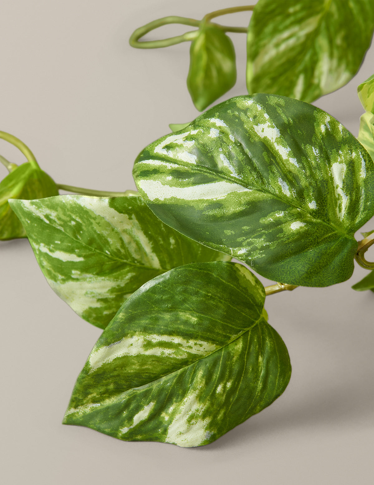Artificial Pothos Plant